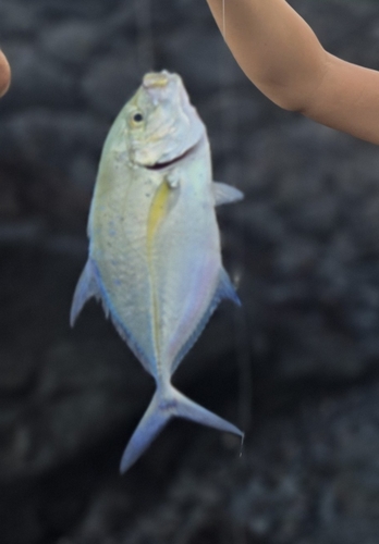 Caranx melampygus observed 2026-10-27