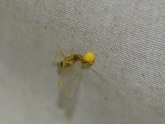 Ephemerella excrucians