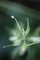Epilobium lanceolatum