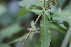 Epilobium lanceolatum