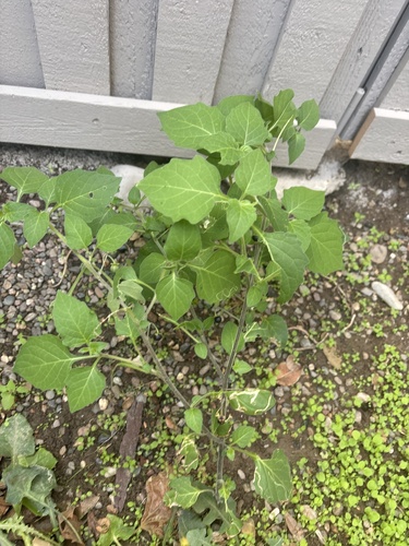 Solanum nigrum observed 2026-10-30