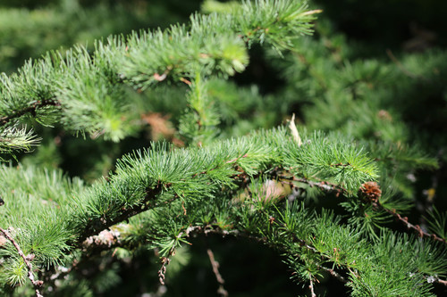European larch