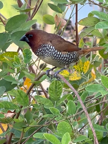 Lonchura punctulata observed 2026-10-30