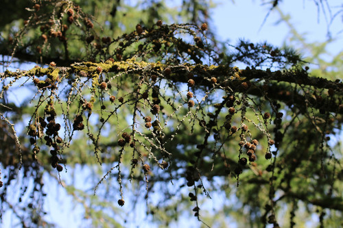 European larch