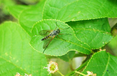 Rhagio annulatus