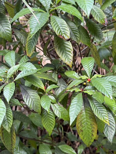 Psychotria observed 2026-10-30