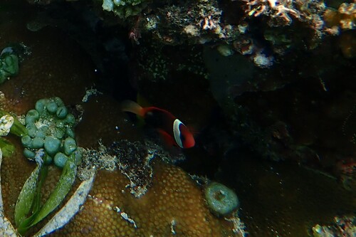 Amphiprion melanopus observed 2026-10-24