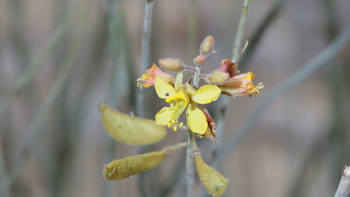 Caesalpinia observed 2026-10-30