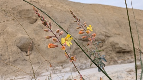 Caesalpinia observed 2026-10-30