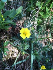 Potentilla erecta
