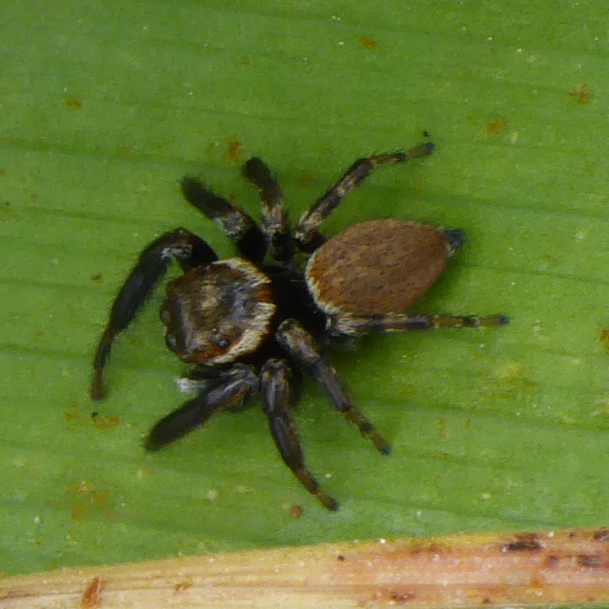 Plexippina