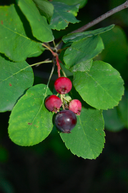 Amelanchier alnifolia var. pumila