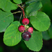 Dwarf Serviceberry - Photo (c) Gravitywave, some rights reserved (CC BY-NC-SA)