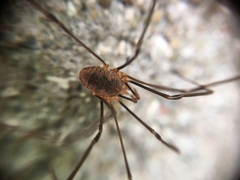 Opiliones