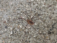 Opiliones