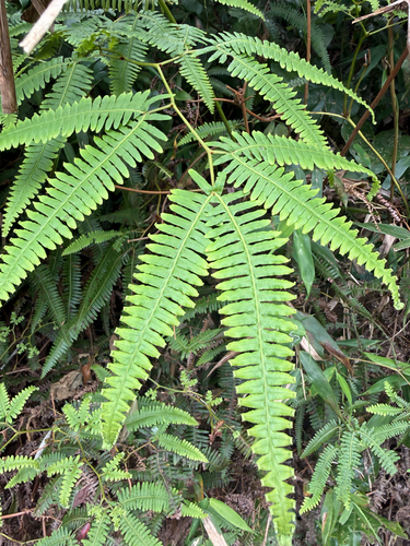 Dicranopteris linearis observed 2026-10-29