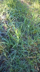 Lactuca graminifolia
