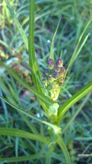 Lactuca graminifolia