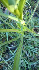 Lactuca graminifolia