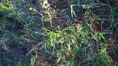 Lactuca graminifolia