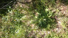 Hypochaeris chillensis