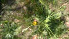 Hypochaeris chillensis