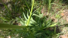Hypochaeris chillensis
