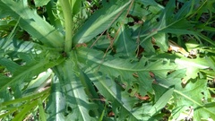 Hypochaeris chillensis
