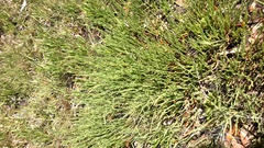 Salicornia perennis