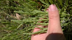 Salicornia perennis