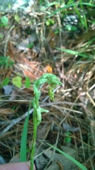 Spiranthes praecox