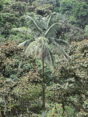 Ceroxylon echinulatum