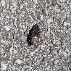 Chalcophora mariana massiliensis