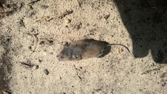 Peromyscus polionotus