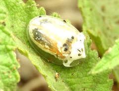 Physonota arizonae