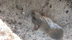 Peromyscus polionotus