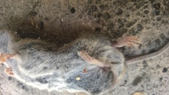 Peromyscus polionotus
