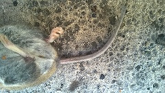 Peromyscus polionotus