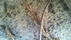 Peromyscus polionotus