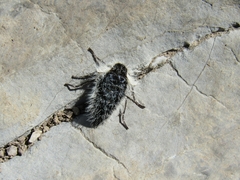 Lycia alpina