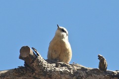 Sitta europaea atlas