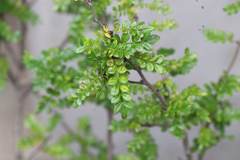 Zanthoxylum beecheyanum