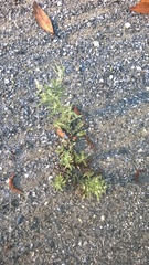 Gamochaeta calviceps