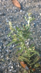 Gamochaeta calviceps