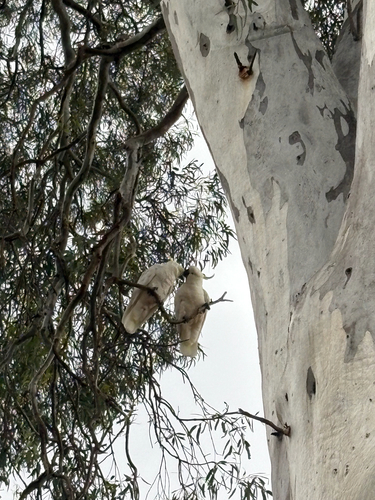Cacatua galerita observed 2026-10-30