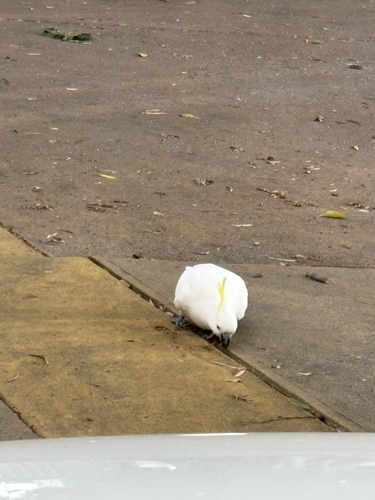 Cacatua galerita observed 2026-10-30