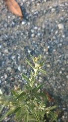 Gamochaeta calviceps