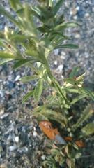 Gamochaeta calviceps