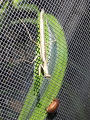 Litaneutria pacifica