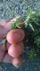 Gamochaeta calviceps